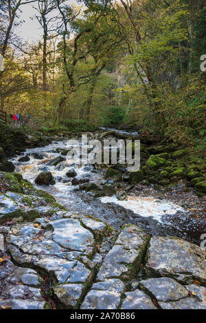 Der Fluss Twiss purzelt die Ingleton Wasserfälle Trail in North Yorkshire. Pecca fällt. Die ingleton Glens sind Sssi. Stockfoto