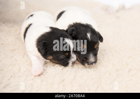 Kleine süße Jack Russell Welpen Hunde 14 Tage alt liegen Seite an Seite auf einer Decke vor weißem Hintergrund