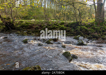 Der Fluss Twiss purzelt die Ingleton Wasserfälle Trail in North Yorkshire. Die ingleton Glens sind Sssi. Stockfoto