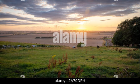 Pferde weiden in einer ländlichen Landschaft im warmen Sonnenlicht mit blau gelb und orange Farben Weide Gras Bäume und den ausgestreckten anzeigen Stockfoto