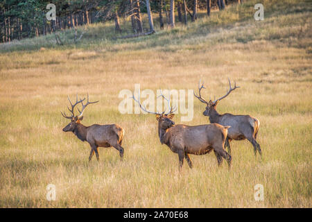 Elk Hunt Stockfoto