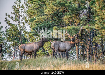 Elk Hunt Stockfoto