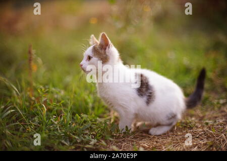 Gefleckte weiße Katze sitzt im Garten, Katze Jäger. Stockfoto