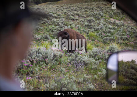 Lamar Valley, ein Bison durch ein Fenster im Yellowstone National Park Stockfoto