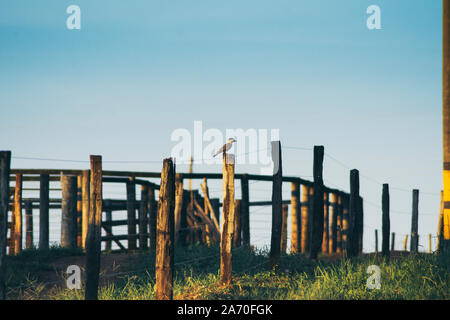 Specht auf einem Bauernhof auf dem Land Stockfoto