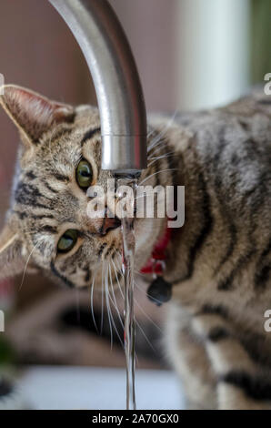 Katze trinken aus Tippen Stockfoto