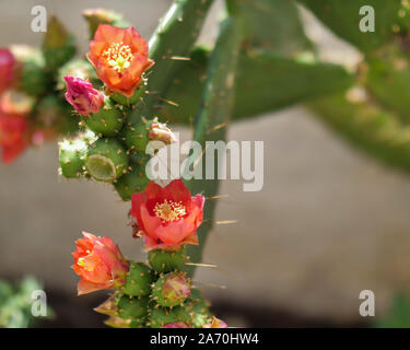 Helle Kaktus Blumen mit einem scharfen langen Nadeln, Copyspace Stockfoto