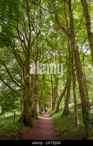 South Downs Way Wanderweg mit alten Buchen gerade östlich von Winchester in Hampshire, England. Stockfoto