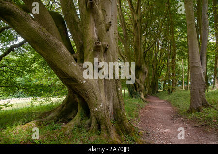 South Downs Way Wanderweg mit alten Buchen gerade östlich von Winchester in Hampshire, England. Stockfoto