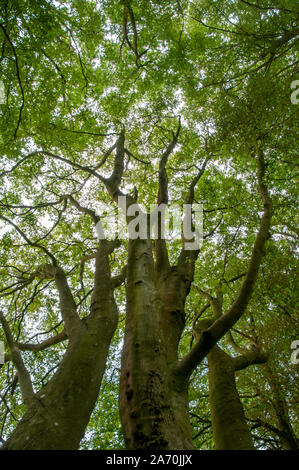 Zu den Baumkronen von alten Buchen entlang des South Downs Way in der Nähe von Winchester in Hampshire, England. Stockfoto