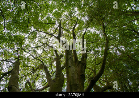 Zu den Baumkronen von alten Buchen entlang des South Downs Way in der Nähe von Winchester in Hampshire, England. Stockfoto