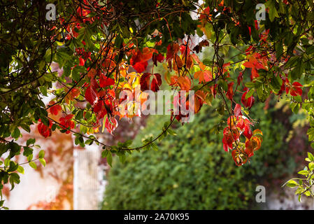 Red Efeu Blätter, natürlichen Hintergrund Stockfoto