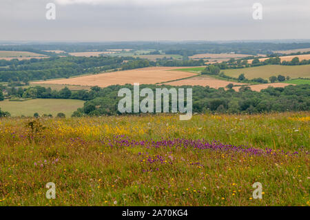 Eine Wiese mit Wildblumen auf alten Winchester Hill und South Downs Way mit weit reichenden Blick über die Landschaft von Hampshire, England. Stockfoto