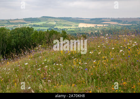 Eine Wiese mit Wildblumen auf alten Winchester Hill und South Downs Way mit weit reichenden Blick über die Landschaft von Hampshire, England. Stockfoto