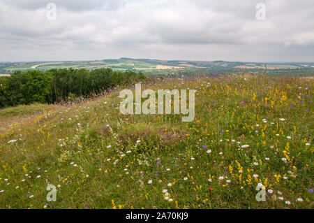 Eine Wiese mit Wildblumen auf alten Winchester Hill und South Downs Way mit weit reichenden Blick über die Landschaft von Hampshire, England. Stockfoto