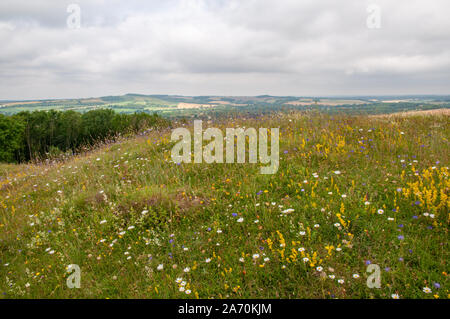 Eine Wiese mit Wildblumen auf alten Winchester Hill und South Downs Way mit weit reichenden Blick über die Landschaft von Hampshire, England. Stockfoto