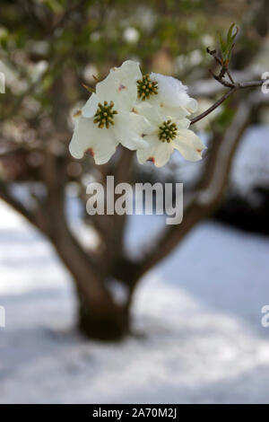 In der Nähe von Weißen, Schnee beladenen Hartriegelbaum intrpidly Blumen blühen in einer verschneiten Hof an einem kalten Tag im Frühling Stockfoto