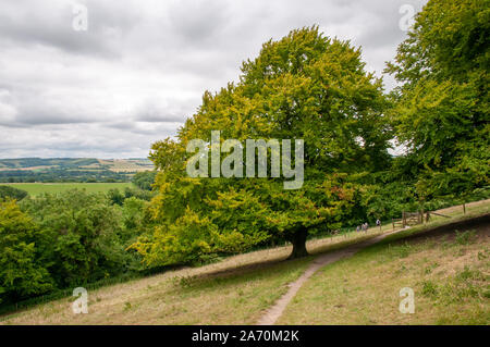 Einen majestätischen Buche wirft Schatten über South Downs Way mit Ramblers im Hintergrund auf einem steilen Hügel in der Landschaft von Hampshire in der Nähe von Winchester. Stockfoto