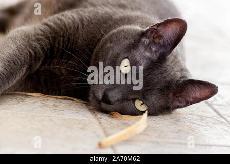 Der schöne graue Katze mit großen gelben Augen auf dem Boden liegen in der Nähe. Er spielt mit einem Band Stockfoto