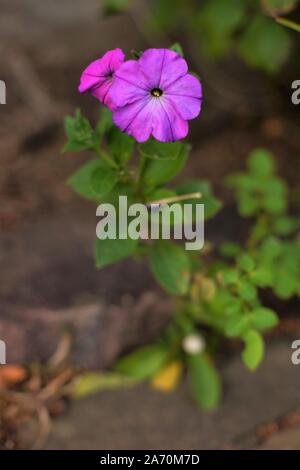 Violett Petunie Blumen wachsen im Herbst Garten. Stockfoto