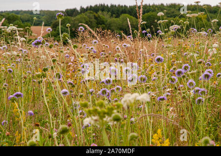 Wiese mit Wildblumen und Gräser in der Landschaft von Hampshire aus South Downs Way östlich von Winchester, England gesehen. Stockfoto