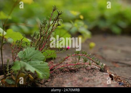 Pink und Gelb portulak Blumen wachsen im Herbst Garten. Stockfoto