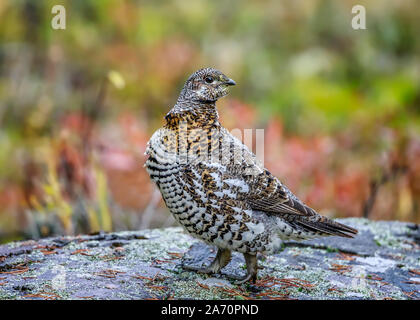 Spruce Grouse oder Kanada Grouse (Falcipennis canadensis), weiblich, Whiteshell Provincial Park, Manitoba, Kanada. Stockfoto