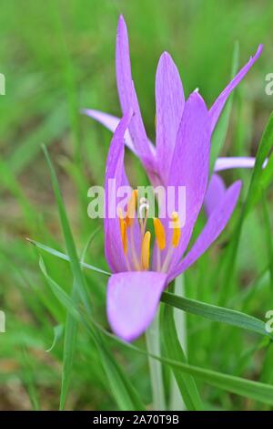 Wiese Safran Colchicum autumnale Stockfoto