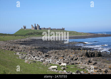 Dunstanburgh Castle ist eine Festung aus dem 14. Jahrhundert an der Küste von Northumberland im Norden Englands, zwischen den Dörfern Craster und Embleton. Stockfoto