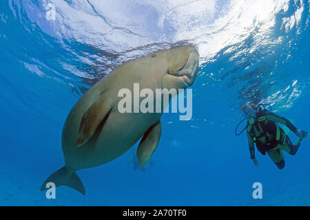 Scuba Diver mit Seekuh (Dugong dugon), Borneo, Malaysia Stockfoto