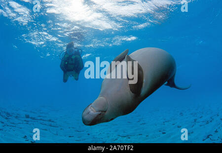 Scuba Diver mit Seekuh (Dugong dugon), Borneo, Malaysia Stockfoto