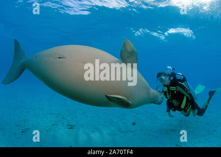 Scuba Diver mit Seekuh (Dugong dugon), Borneo, Malaysia Stockfoto