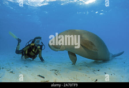 Taucher und Seekuh (Dugong dugon oder Gabelschwanzseekuh), Borneo, Malaysia | Scuba Diver mit Seekuh (Dugong dugon), Borneo, Malaysia Stockfoto