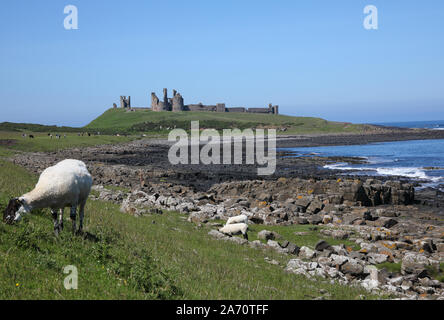 Craster ist ein kleines Fischerdorf an der Küste von England Northumberland Stockfoto