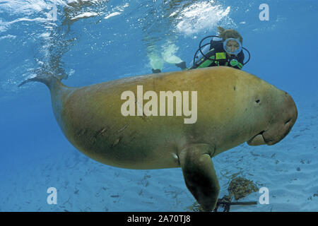 Scuba Diver mit Seekuh (Dugong dugon), Borneo, Malaysia Stockfoto