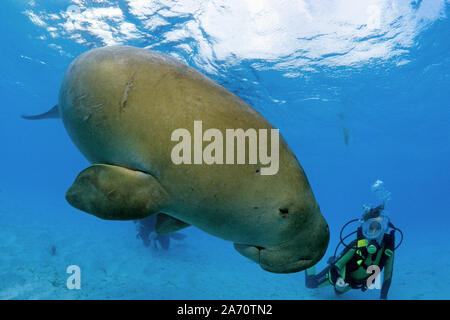 Scuba Diver mit Seekuh (Dugong dugon), Borneo, Malaysia Stockfoto