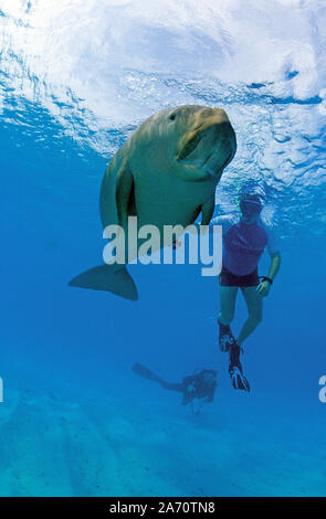 Schnorchler und der Dugong (Dugong dugon), zusammen zu spielen, Borneo, Malaysia Stockfoto