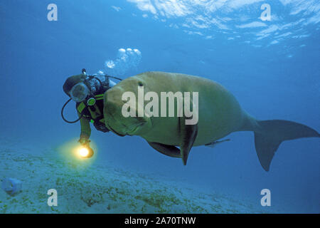 Scuba Diver mit Seekuh (Dugong dugon), Borneo, Malaysia Stockfoto