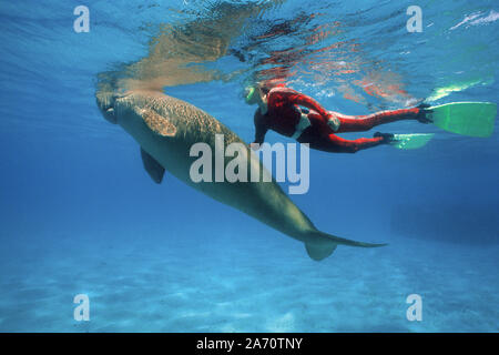 Schnorchler und der Dugong (Dugong dugon), zusammen zu spielen, Borneo, Malaysia Stockfoto