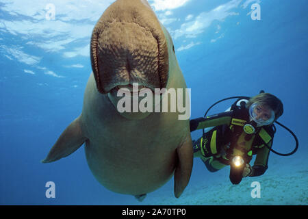 Scuba Diver mit Seekuh (Dugong dugon), Borneo, Malaysia Stockfoto