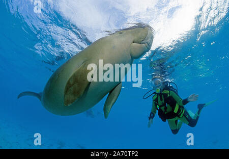 Scuba Diver mit Seekuh (Dugong dugon), Borneo, Malaysia Stockfoto