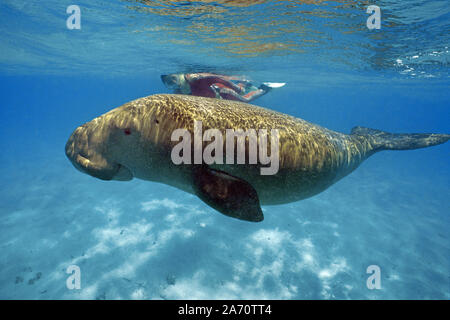 Schnorchler und der Dugong (Dugong dugon), Borneo, Malaysia Stockfoto