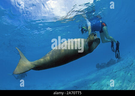 Schnorchler und der Dugong (Dugong dugon), zusammen zu spielen, Borneo, Malaysia Stockfoto