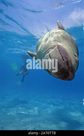 Seekuh (Dugong dugon), Borneo, Malaysia Stockfoto