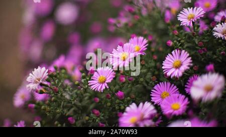 Lila chrysantheme Bush wachsen im Garten, close-up. Stockfoto