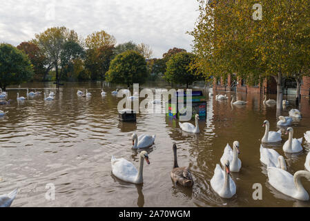 Hohe Wasserstände auf dem Fluss Severn führen zu Überschwemmungen und Schwäne schwimmen in der Stadt Worcester, Worcestershire, Großbritannien Stockfoto