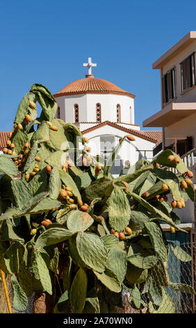 Malia, Kreta, Griechenland. Oktober 2019. Feigenkakteen auf einem Kaktus Frucht in der Altstadt, Malia, Kreta. Ein Hintergrund einer großen Kirche. Stockfoto