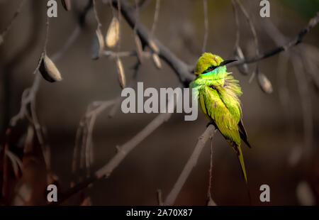 Green Bee Eater in der Wildnis mit dramatischen Licht Stockfoto