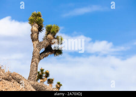 Ein Joshua-Baum (Yucca Brevifolia) mit blauem Himmel in der Mohave-Wüste Stockfoto