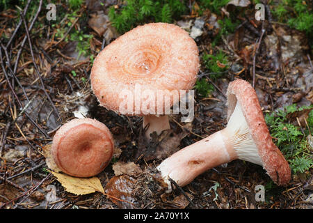Lactarius torminosus, bekannt als das wollige milkcap oder die bärtigen milkcap, eine essbare wild mushroom aus Finnland Stockfoto